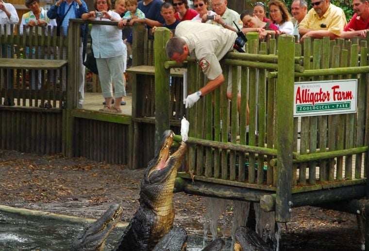 St. Augustine Alligator Farm Zoological Park